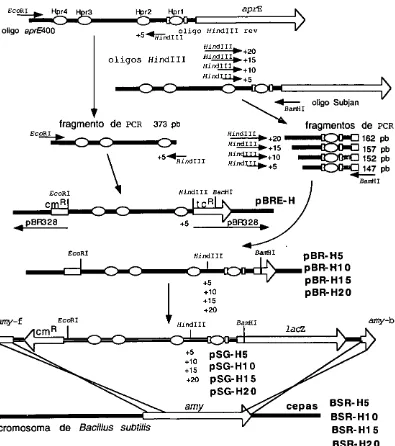 Figura 7:Construcci6n de los plasmidos y con mutaciones de multiples de 5 pb en la con la introducci6n de un sitio las cepas rraprE HindI I I