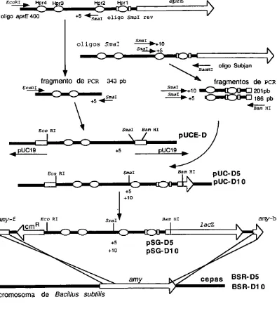 Figura 8:Construcci6n de los plasmidos y con las cepas mutaciones de multiples de 5 pb en la rraprE con la introducci6n de un sitio SmaI