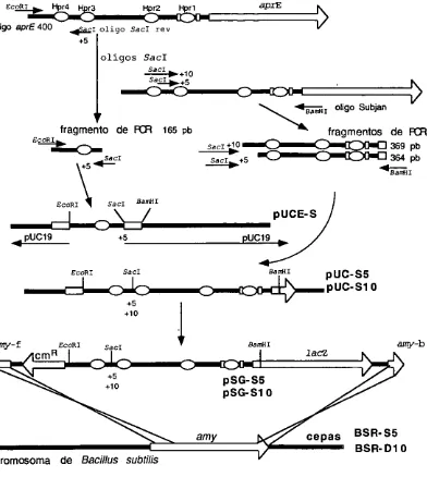 Figura 9:Construcci6n de los plasmidos y con la introducci6n de un con mutaciones de multiplos de 5 pb en la las cepas rraprE sitio sacI