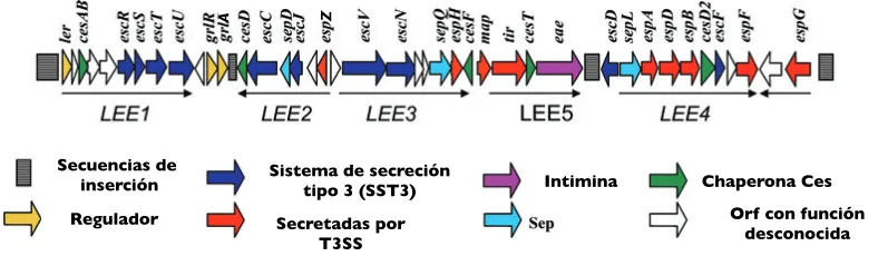 Fig. 3. Gene organization, and assigned function, along the LEE region of C. rodentium.