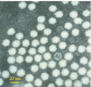 Fig 4.- Micrografías electrónicas de transmisión de preparaciones purificadas (por  ultra  centrifugación  en  sacarosa  o  cloruro  de  cesio  gradientes)  de  los  virus  de  camarones  peneidos  teñidas  con  un  2%  de  la  PTA  IHHNV