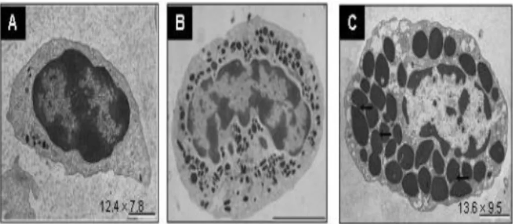 Fig  9.-  Clasificación  de  hemocitos  de  crustáceos.  (A)  Hialinos,  (B)  Semi- Semi-granulares, (C) Granulares (Giulianini et al., 2007)