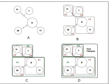 Figura 4. Esquema para hacer la anidación de clados, comenzando con A representa la red de haplotipos, B el primer nivel de anidamiento, C el segundo nivel y D el Total Cladogram