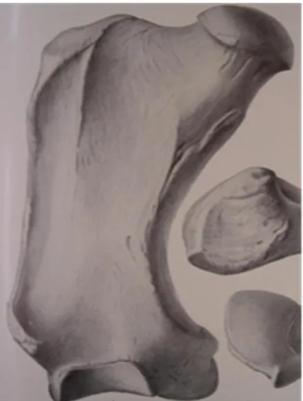 Figura 1: Fémur derecho de  Mylodon harlani (Tomado de Stock, 1892). 