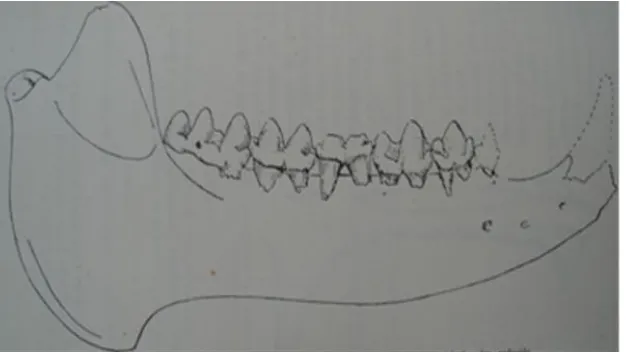 Figura 6: Rama mandibular derecha de Parachoerus carlesi (Tomado de Kraglievich, 1932)