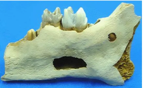 Figura 7:  Platygonus scagliai Reig, cráneo y mandíbula. (Tomado de Cione y Tonni 2007) 