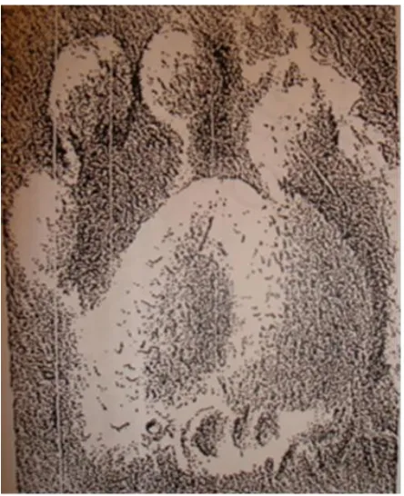 Figura 9: Icnita de Felis (Dugès, 1892) 