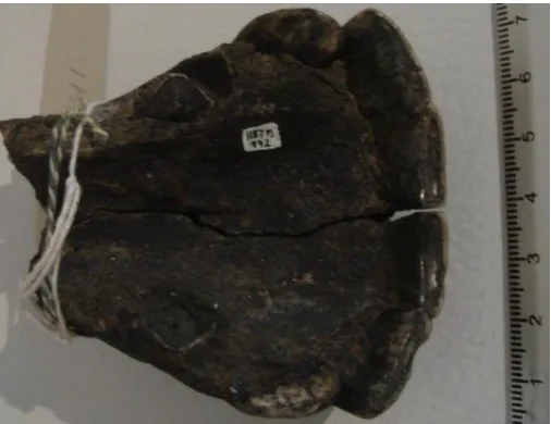 Figura 4: Etiqueta original de la colección paleontológica. 