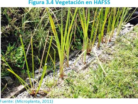 Figura 3.4 Vegetación en HAFSS 