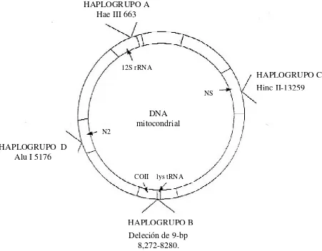 Figura 4.- Molécula de DNA mitocondrial. Haplogrupos A, B, C, y D; enzimas que los 