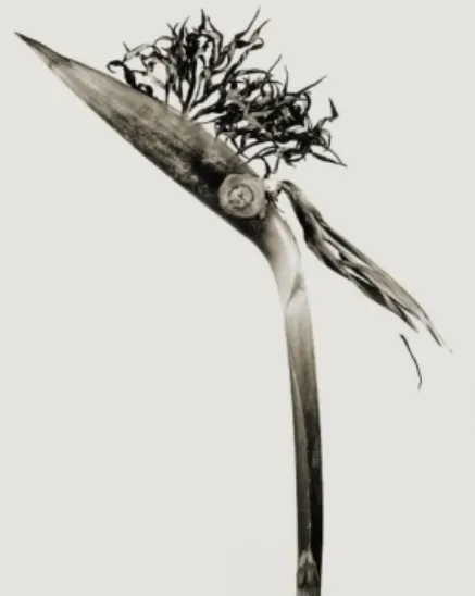 Figura 3.3 Fontcuberta, J. (1984). 