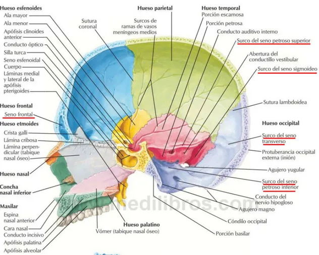 Figura 2.1. Sección sagital media del cráneo. Recuperado de Nettet, Frank H “Atlas de  Anatomía Humana”