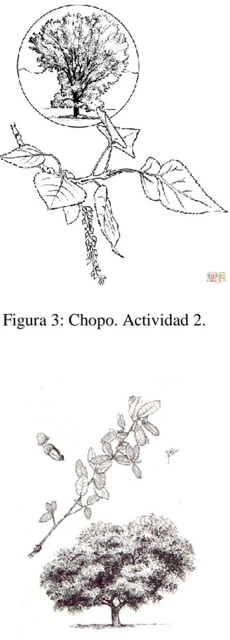 Figura 2: Roble. Actividad 2.                                                           Figura 3: Chopo
