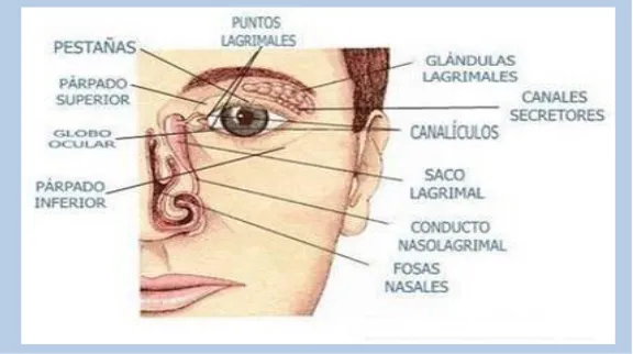 Figura 6. Punto y conducto nasolagrimal. 2009; qu.htmlFuente: Garcia R; Pubmed [Online]; Copyright URL: http://www.rosavision.blogs.com/2008/06/un-poquito-de-anatoma-ocular-bsica-  