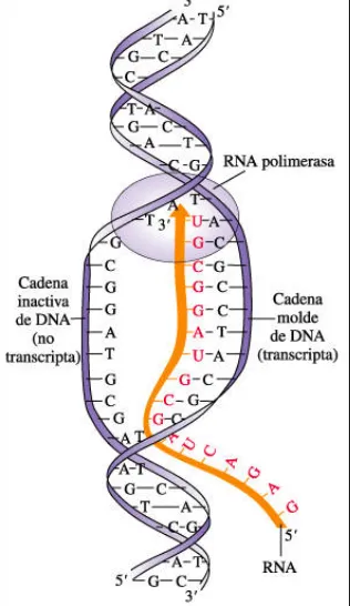 Figura 2:  Proceso de transcripción. A partir del ADN doble cadena, la enzima ARN polimerasa sintetiza un ARN mensajero simple cadena