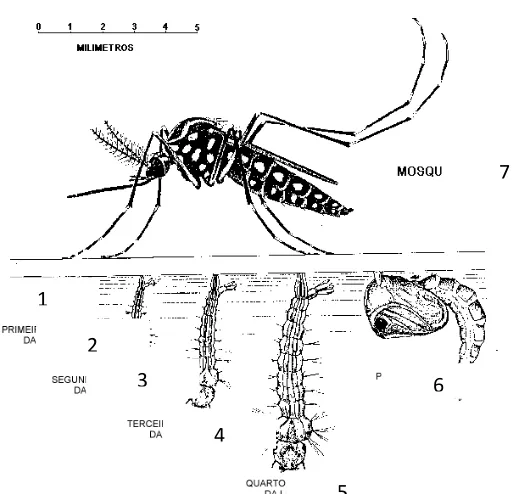 Fig. 1. Ciclo biológico de Ae. aegypti. 1) Huevo. 2) Larva I. 3) Larva II. 4) Larva III