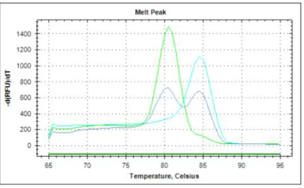 Fig. 4. Gráfica de Meltcurve, que muestra las curvas con sus temperaturas correspondientes:  un pico a 80 °C, (Phe1534) (susceptibles), un pico a 85 °C (Cys1534) (resistentes) y ambos picos, 80°C y 85°C, heterocigotos 