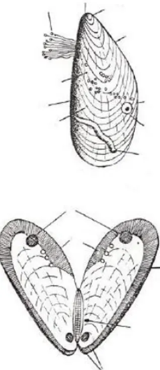 Figura 4. Esquemas mudos de la anatomía de un mejillón 