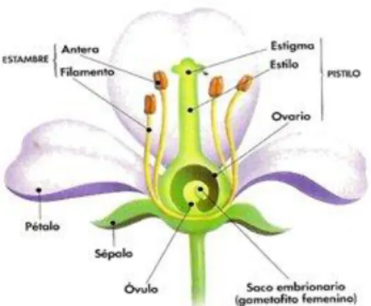 Figura 5. Anatomía de una flor 