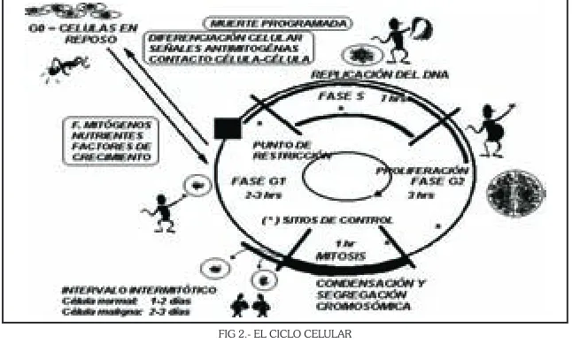 FIG 2.- EL CICLO CELULAR