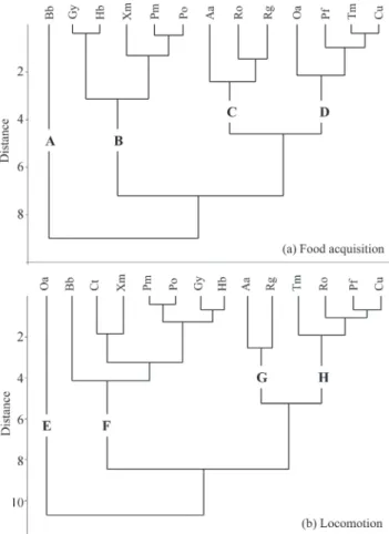 Fig. 2.  Cluster  analyses  of  the  functional  traits  data.  Dendrograms  show  groups  for  food  acquisition  (A,  B,  C,  and D) and locomotion (E, F, G, and H)
