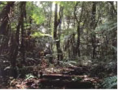 Fig. 1. El bosque es un ejemplo de ecosistema.