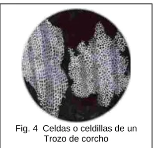 Fig. 4  Celdas o celdillas de un   Trozo de corcho 