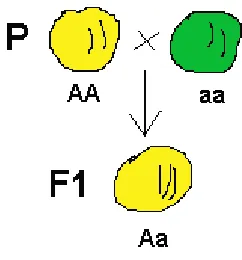 Fig. 6 Experimento Mendel 