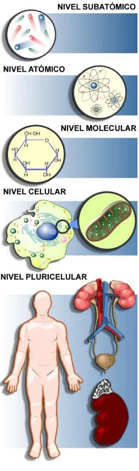 Fig. 23 Niveles de organización http://www.aula2005.com/html/cn3eso/04moleculescelule 