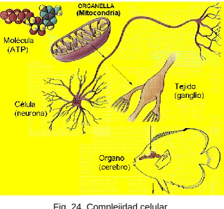 Fig. 24  Complejidad celular.   