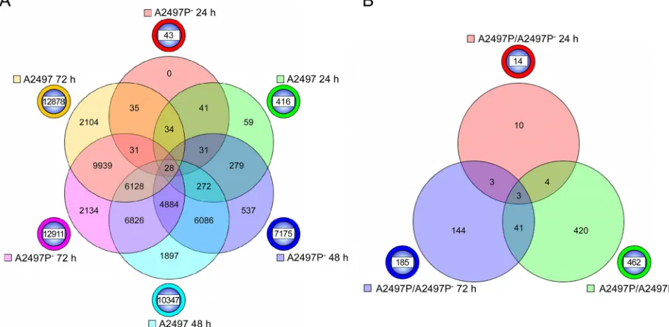 FIG 3 Six-way and three-way Venn diagrams of genes signiﬁcantly differentially expressed in A2497- and A2497Pinfected with each strain are compared to mock-infected controls