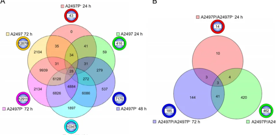 FIG 3 Six-way and three-way Venn diagrams of genes signiﬁcantly differentially expressed in A2497- and A2497Pinfected with each strain are compared to mock-infected controls