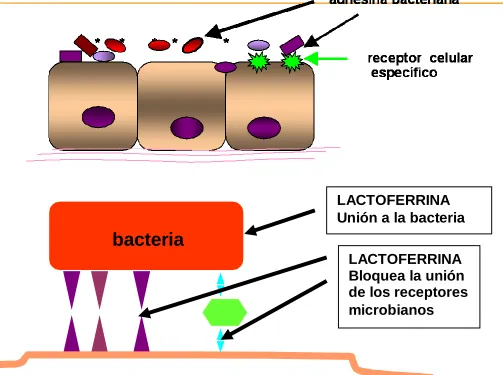 Figura 2: Esquema de adherencia bacteriana      