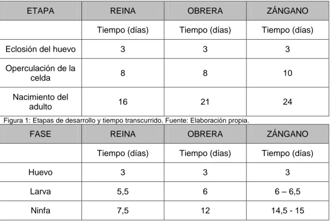 Figura 1: Etapas de desarrollo y tiempo transcurrido. Fuente: Elaboración propia. 