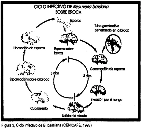 Figura 3. Cid0 infectiio de B. bassiana (CENICAFE, 1993) 