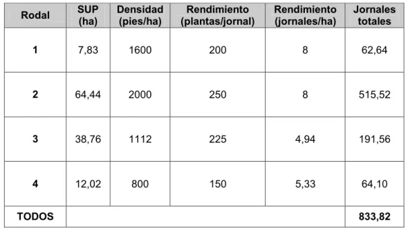 Tabla 12: Cálculo rendimientos plantación 
