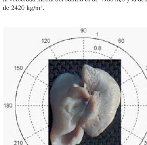 Fig. 1.  Posición angular de la bulla timpánica durante las expe-riencias.