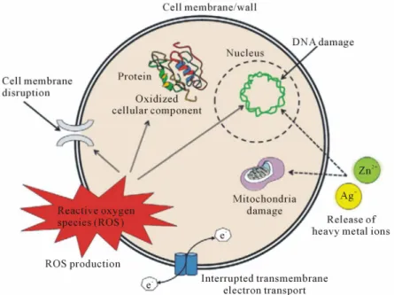 Figure 4. Various antimicrobial mechanisms of nanomaterials [28]. 