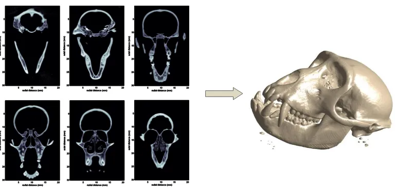 Fig. 1. Imágenes CT de las secciones de densidad aparente y reconstrucción 3D del cráneo del mono Rhesus a partir de las imágenes de tomografía axial computarizada (isosuperficie para la densidad del hueso 1238 kg/m3) 