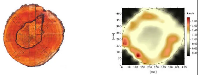 Figure 1 Photographic and ultrasonic image of the internal structure of a tree (Martinis 2002)   