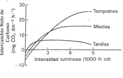 Figura 5. Curvas idealizadas de saturación lumínica para plantas de 