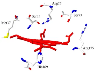 Fig. 3.  Residuos  de  la  peroxidasa  de  soja  que  interactúan  con  el  grupo  hemo  B,  uniéndolo a la proteína
