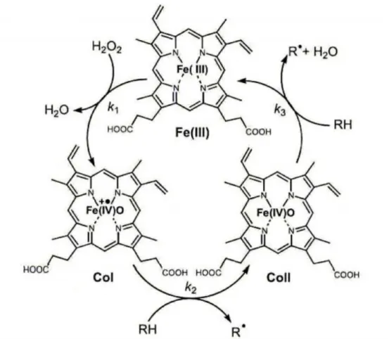 Fig. 5. Esquema del mecanismo de reacción de las peroxidasas.
