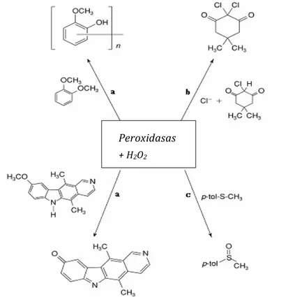 Fig. 6.  Representación  esquemática  de  algunas  de  las  reacciones  catalizadas  por  la  peroxidasa