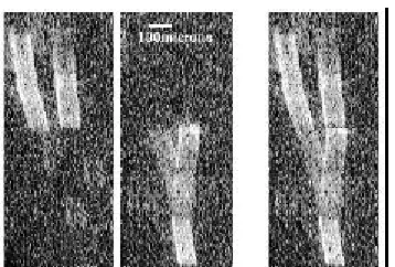Figure 2.a: Reconstructed attraction    pattern with particle collision for qp=0.45      
