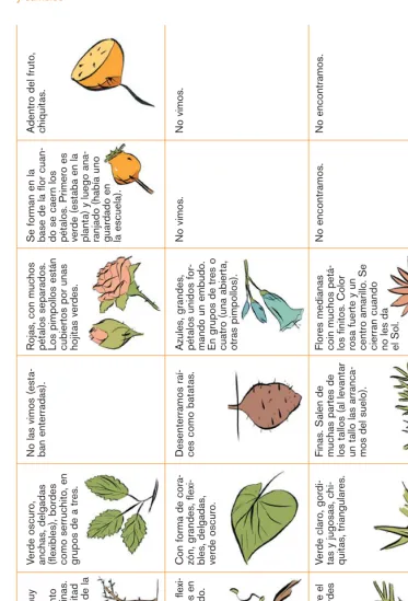 Cuadro comparativo de las plantas observadas.