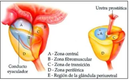 Fig. 10  Anatomía de la próstata 