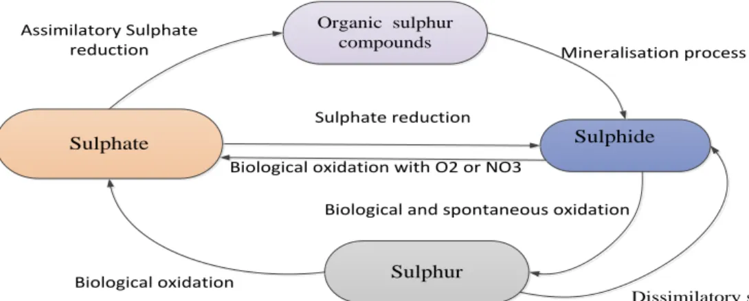 Figure 1. Biological oxidation cycle of hydrogen sulphide (odour emission) control (Hernández et al., 2012,  Kim et al., 2000) 
