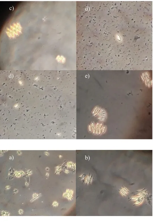 Figure 7. Microscopy analysis were conducted at 17 th  and 20 th  (Day 61 and  64  in  Fig.4)  during  steady  state