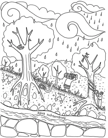 Figura 4. El manejo diversiﬁcado de los bosques.